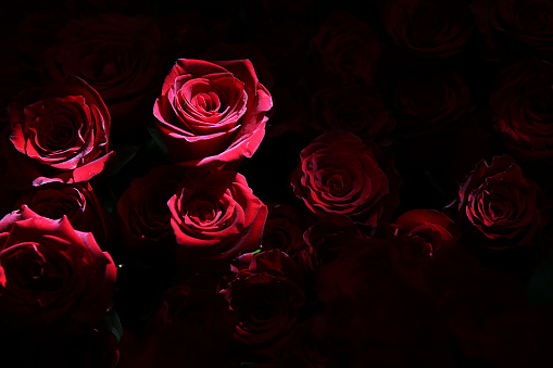 Red Valentine's day roses on dark background