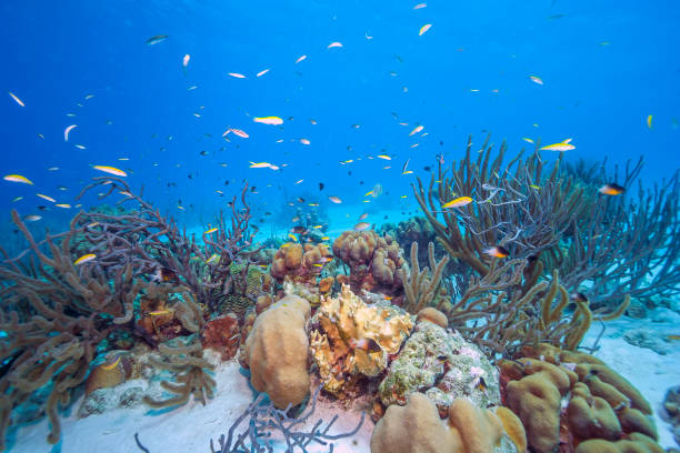 istock Caribbean coral garden 1282391452