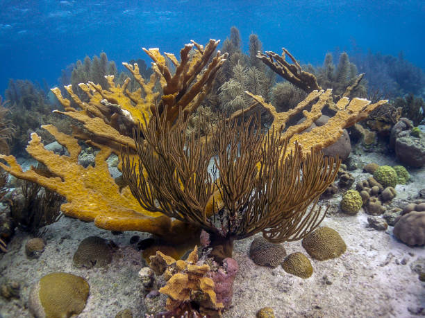 istock Caribbean coral garden 1282391537