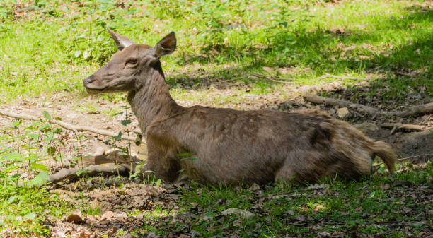 istock Hind laying in the Sun 1282392463