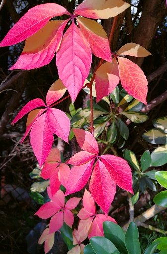 Colorful autumn background.  Pink, yellow, red and purple shadows are melting in the colors of the leaves