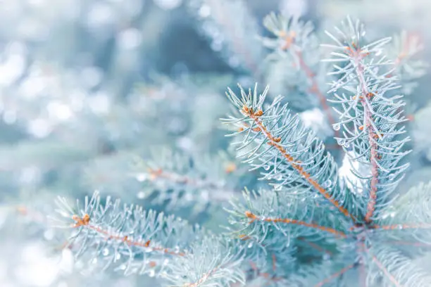 Photo of Close-up detail of Christmas evergreen tree branches with snow and water droplets with copy space