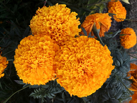 In Mexico this flower is used in festivities of the Day of the Dead