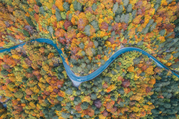istock Road through the autumn forest 1282395402