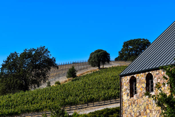 piękny widok winiarni na kamienny budynek i winnice z dębami - napa grape vineyard vine zdjęcia i obrazy z banku zdjęć