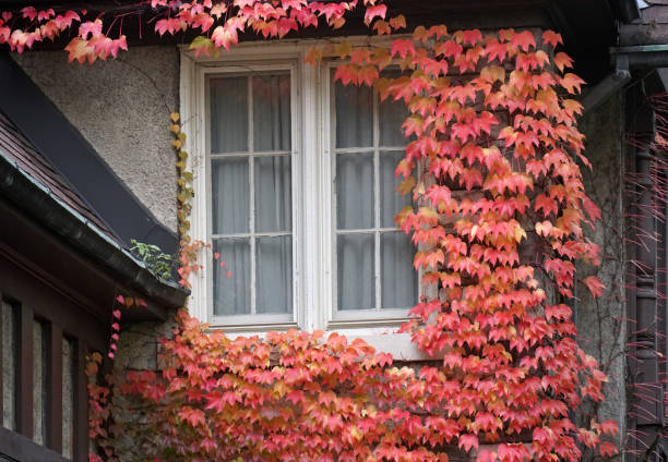 istock window surrounded by colorful ivy with red fall color 1282399331
