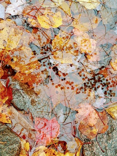 istock Acadia's Autumn Leaves 1282400159