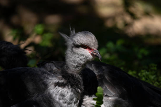 Southern screamer couple lying in the shadow, south american bird Southern screamer couple lying in the shadow, south american bird in Beauval, Hauts-de-France, France sweet southern screamer stock pictures, royalty-free photos & images