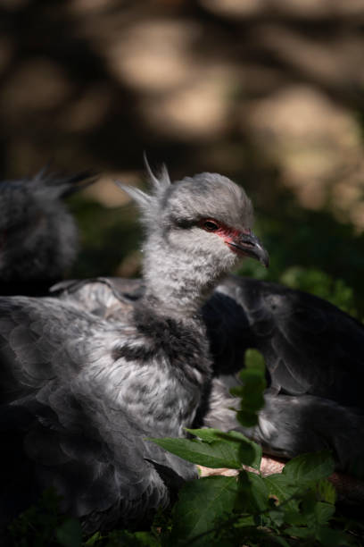 Southern screamer couple lying in the shadow, bird in a zoo Southern screamer couple lying in the shadow, bird in a zoo in Beauval, Hauts-de-France, France sweet southern screamer stock pictures, royalty-free photos & images