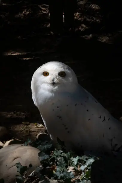 Harry Potter real Snowy owl on the ground facing the camera in Alaska, MI, United States