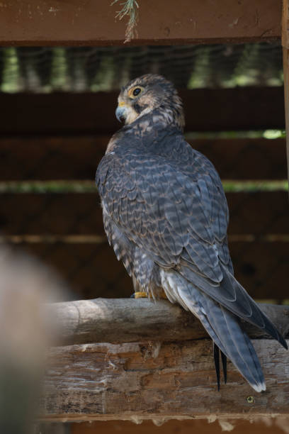 Majestic Peregrine falcon perching on a wood log looking away in Paris, IDF, France