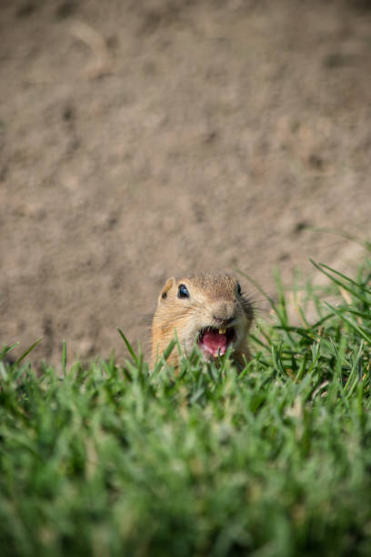 istock Squeek prairie dog 1282400752