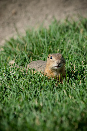 A relaxing prairie dog on the green grass