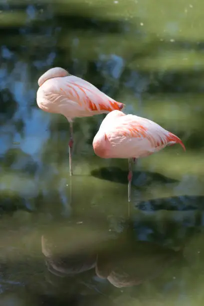 Photo of Sleeping Pink flamingo in a green swamp on one leg