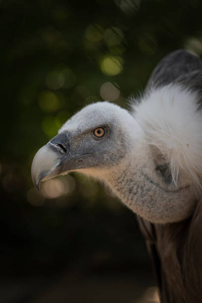istock Close up on a scary Griffon vulture face with piercing eyes 1282400756