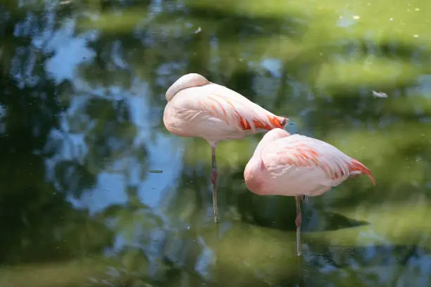 Photo of Sleeping Pink flamingo in a green swamp with reflection