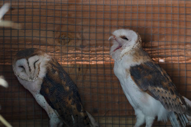 Barn owl couple in a cage, opens the beak wide, cannot stop yawning in Upie, Auvergne-Rhône-Alpes, France