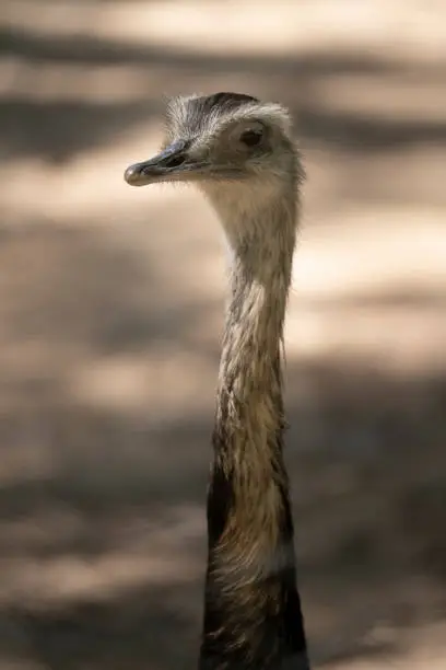 Close up on a long neck of a rhea face in a zoo in Upie, Auvergne-Rhône-Alpes, France