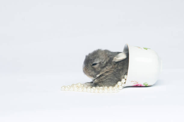 Baby eastern cottontail (Sylvilagus floridanus) hiding in a hole underneath a strawberry plant.