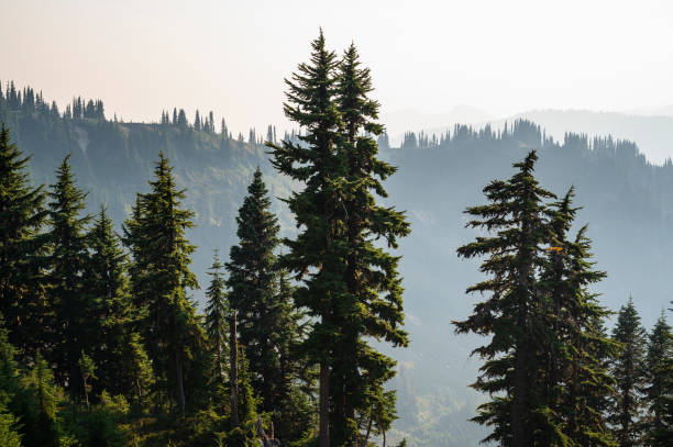 istock Trees with hazy wildfire smoke in the cascade mountains 1282400836