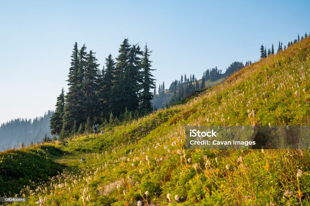 Hiker and dog hiking through a alpine meadow Hiker and dog hiking through a alpine meadow in Darrington, WA, United States Alpine climate Stock Photo