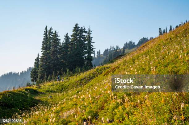 Hiker And Dog Hiking Through A Alpine Meadow Stock Photo - Download Image Now - Alpine climate, Beauty, Camping