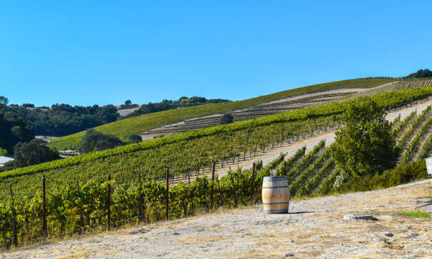 bellissime viti da vino lungo la collina nella regione vinicola - san luis obispo county california hill valley foto e immagini stock