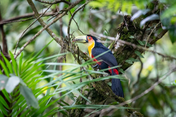 istock Beautiful red, black and yellow colorful tropical bird 1282401308