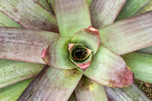 belo detalhe da planta bromélia verde na floresta tropical - bromelia - fotografias e filmes do acervo