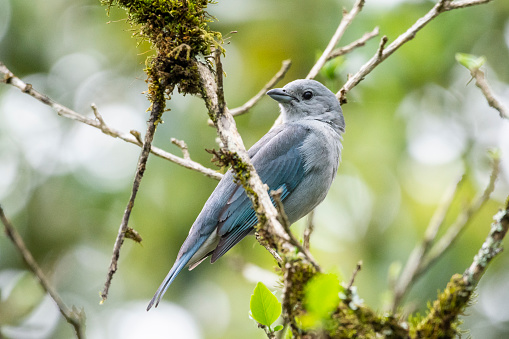 Beautiful grey tropical bird on green landscape in Serrinha Reserve in Penedo, RJ, Brazil