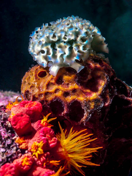 istock Elysia crispata,lettuce sea slug, 1282401521