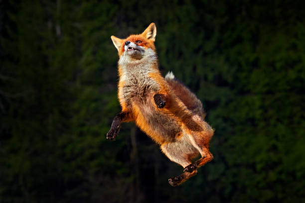 Fox leap jump in forest. Fox flight. Red Fox jumping , Vulpes vulpes, wildlife scene from Europe. Orange fur coat animal in the nature habitat. Fox on the green forest meadow. Action fly funny scene fox salta en el bosque. vuelo de zorro. zorro rojo saltando, vulpes vulpes, escena de vida silvestre de europa. animal de capa de piel naranja en el hábitat de la naturaleza. zorro en el prado verde del bosque. acción volar escena divertida