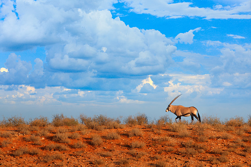Oryx gazella, large antelope in nature habitat, Sossusvlei, Namibia. Wild animals in the savannah. Animal with big straight antler horn. Gemsbok with orange pink sand dune evening sunset. Gemsbuck,.