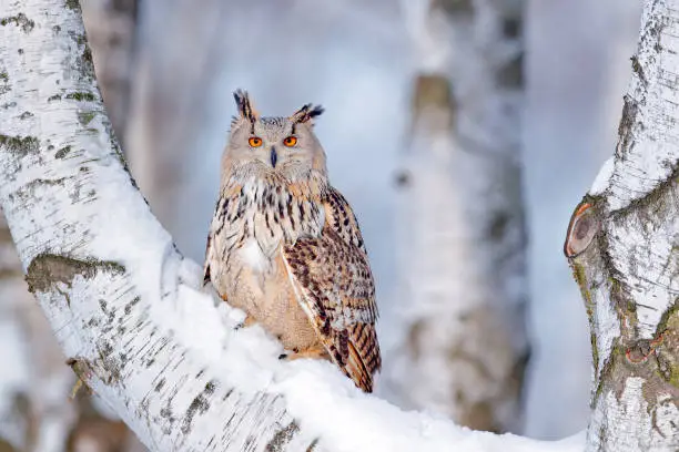 Winter scene with Big Eastern Siberian Eagle Owl, Bubo bubo sibiricus, sitting in the birch tree with snow in the forest.