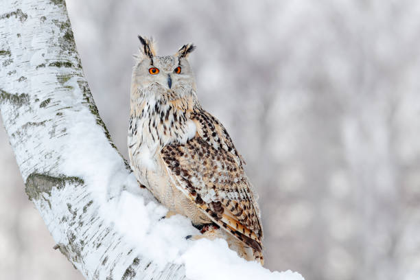 istock Winter scene with Big Eastern Siberian Eagle Owl, Bubo bubo sibiricus, sitting in the birch tree with snow in the forest. 1282402408