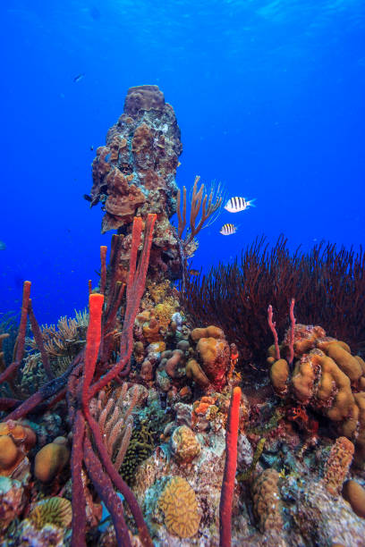 istock Caribbean coral garden 1282402409