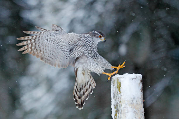 istock Goshawk flight, Germany. Northern Goshawk landing on spruce tree during winter with snow. Wildlife scene from winter nature. Bird of prey in the forest habitat. 1282402420