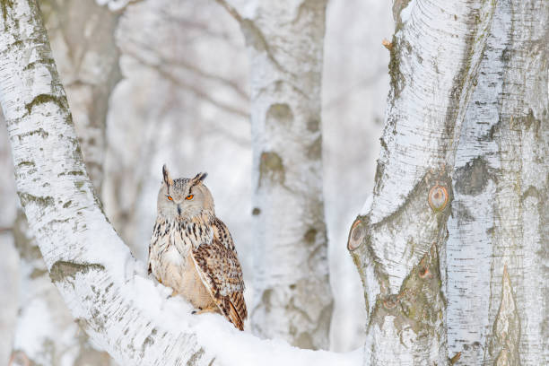 istock Winter scene with Big Eastern Siberian Eagle Owl, Bubo bubo sibiricus, sitting in the birch tree with snow in the forest. 1282402431