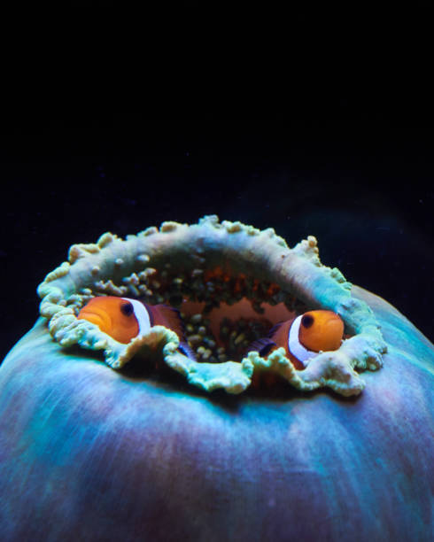 istock Male and Female Clown Fish 1282402814