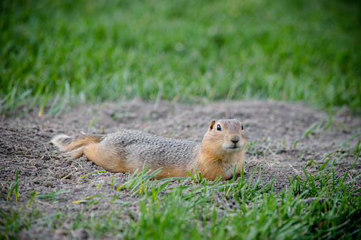 The prairie dor is laying low in the field near their habitat