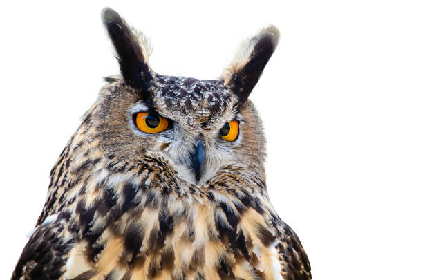 portrait of great horned owl against white background - great white owl imagens e fotografias de stock