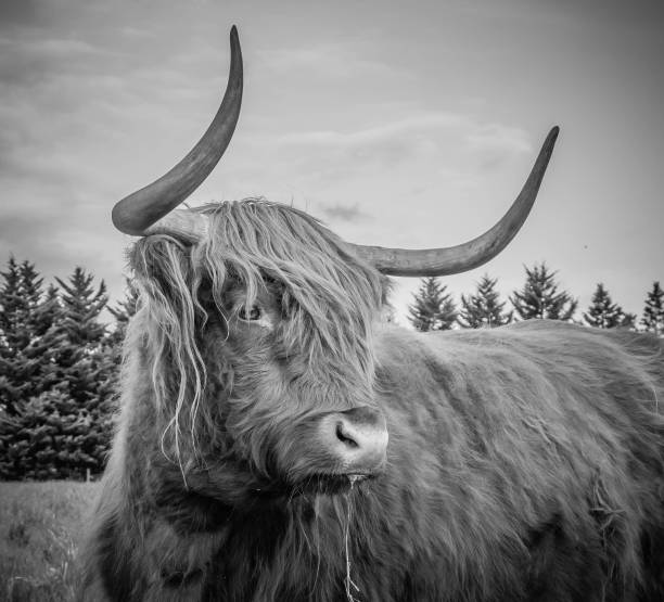 istock Red Betty of Glenstrae 1282406224