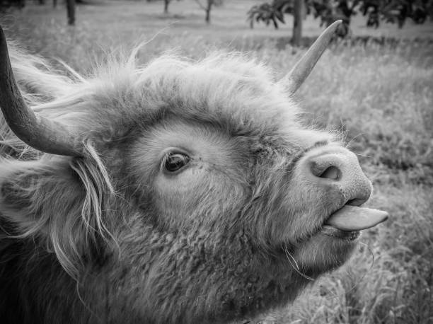 Jean of Glenstrae a portrait of a highland cow with the tongue out bull animal photos stock pictures, royalty-free photos & images