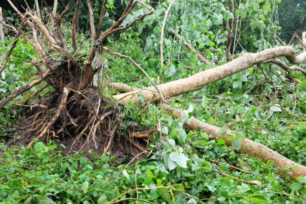 istock Uprooted and fallen trees due to typhoon or tropical storm Quinta or Molave aftermath in Batangas Province, Southern Luzon, Philippines. 1282411760