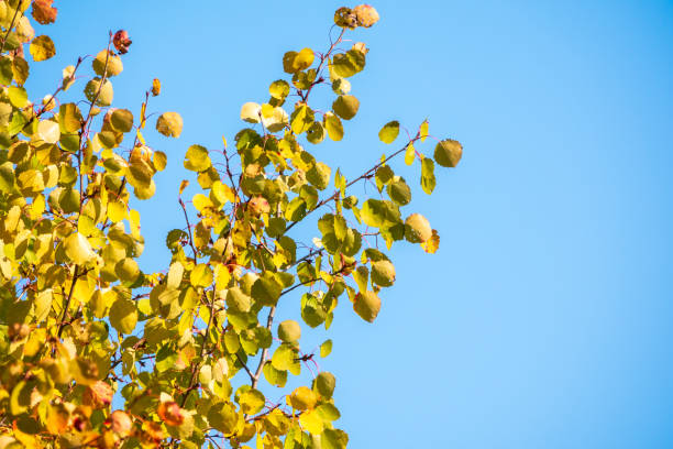 istock Birch branches with yellow leaves in autumn on blue sky background. 1282414977