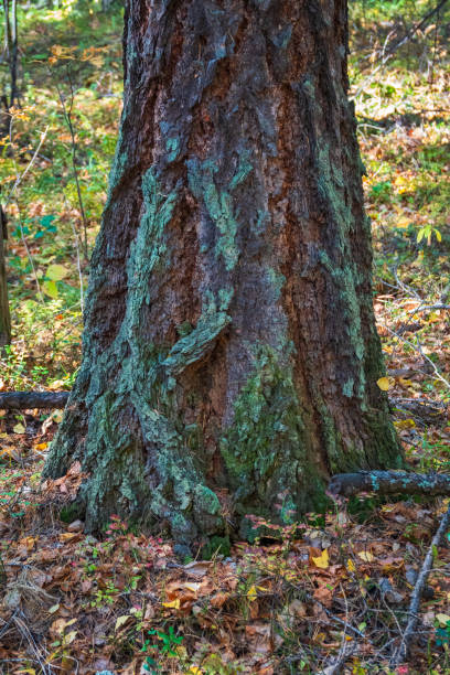 istock Trunk and Bark of old larch tree with moss 1282415011
