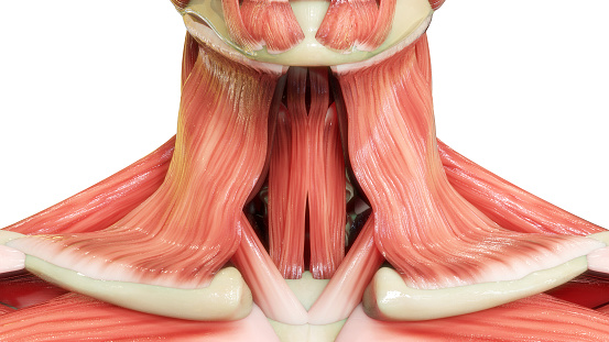 Cuerpo Humano Sistema Muscular Cuello Músculos Anatomía photo