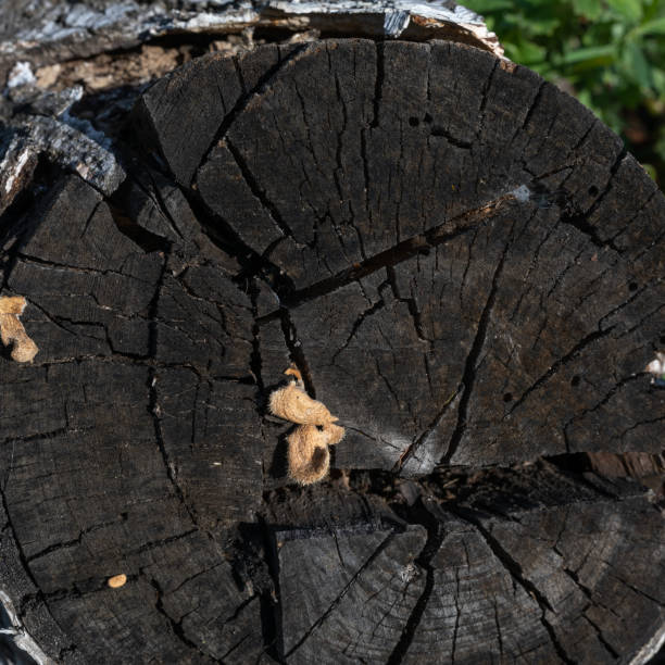 istock weathered wood texture of an old stump with cracks 1282417026