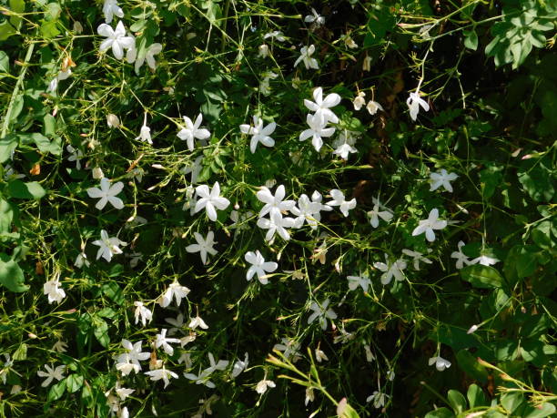 Jasmine Jasmine, or Jasminum officinale vine with white flowers in the spring jasminum officinale stock pictures, royalty-free photos & images