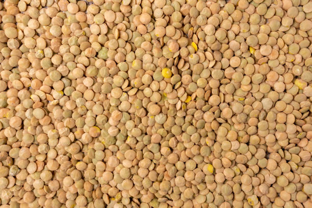 istock green lentils Lens culinary against, with copy space. Selective focus. texture background 1282420370